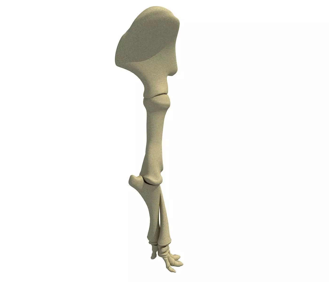 Elephant Leg Skeleton 3D model_0