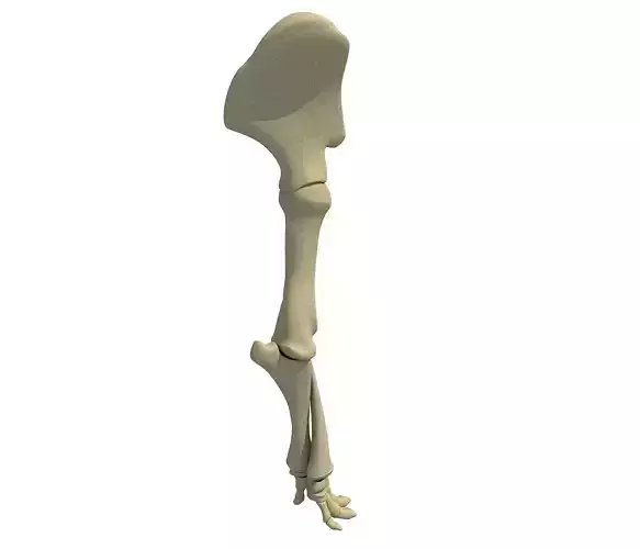 Elephant Leg Skeleton 3D model