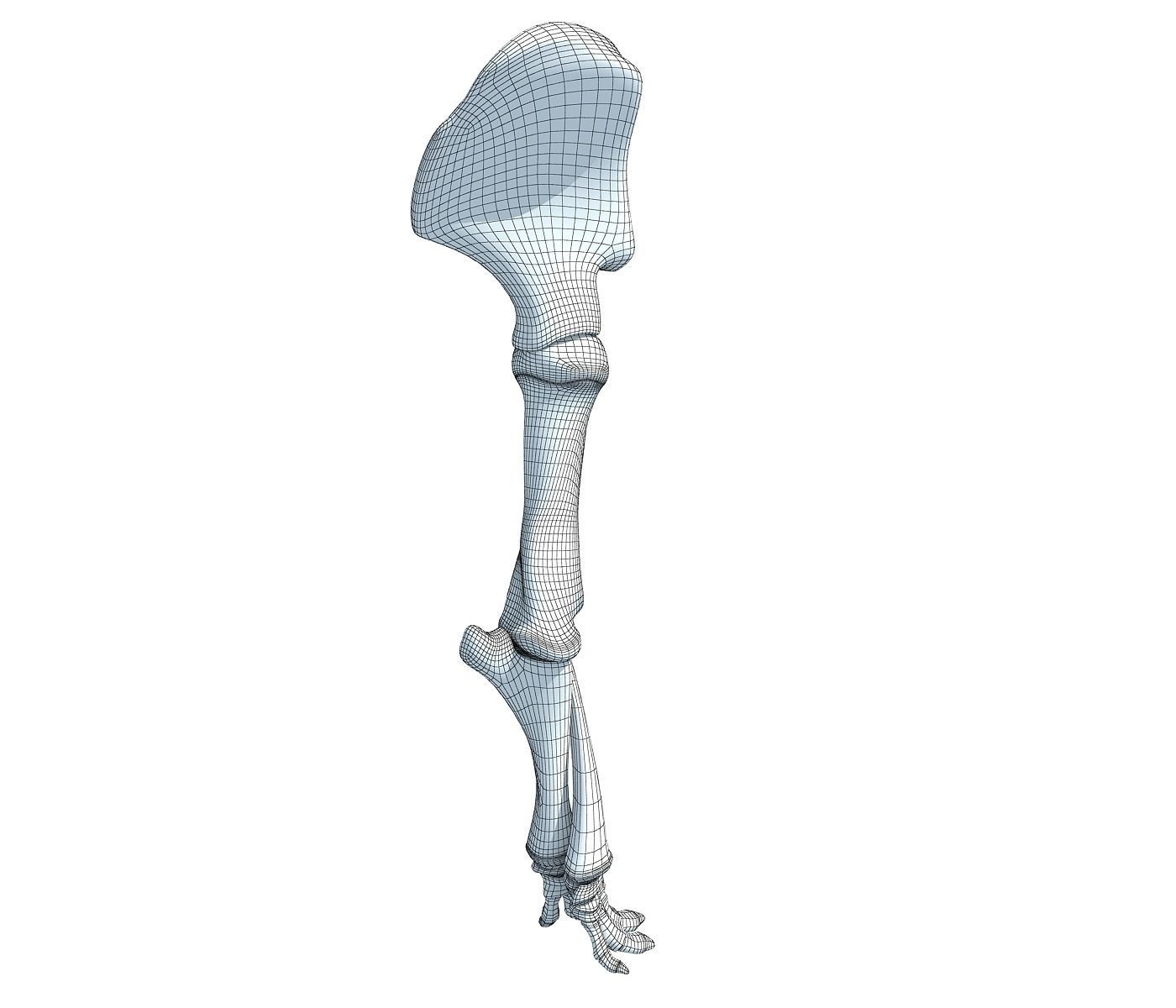 Elephant Leg Skeleton 3D model_6