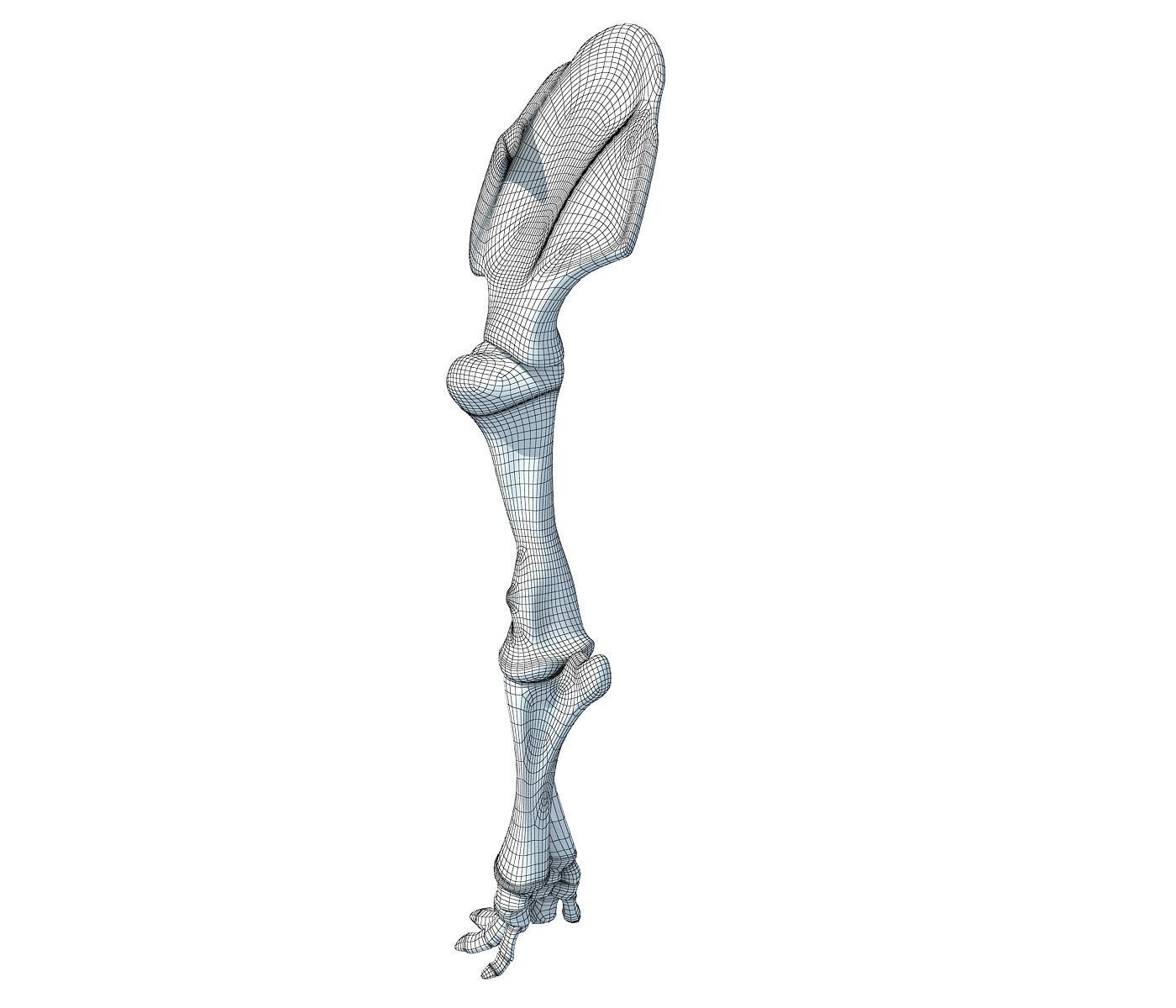 Elephant Leg Skeleton 3D model_4