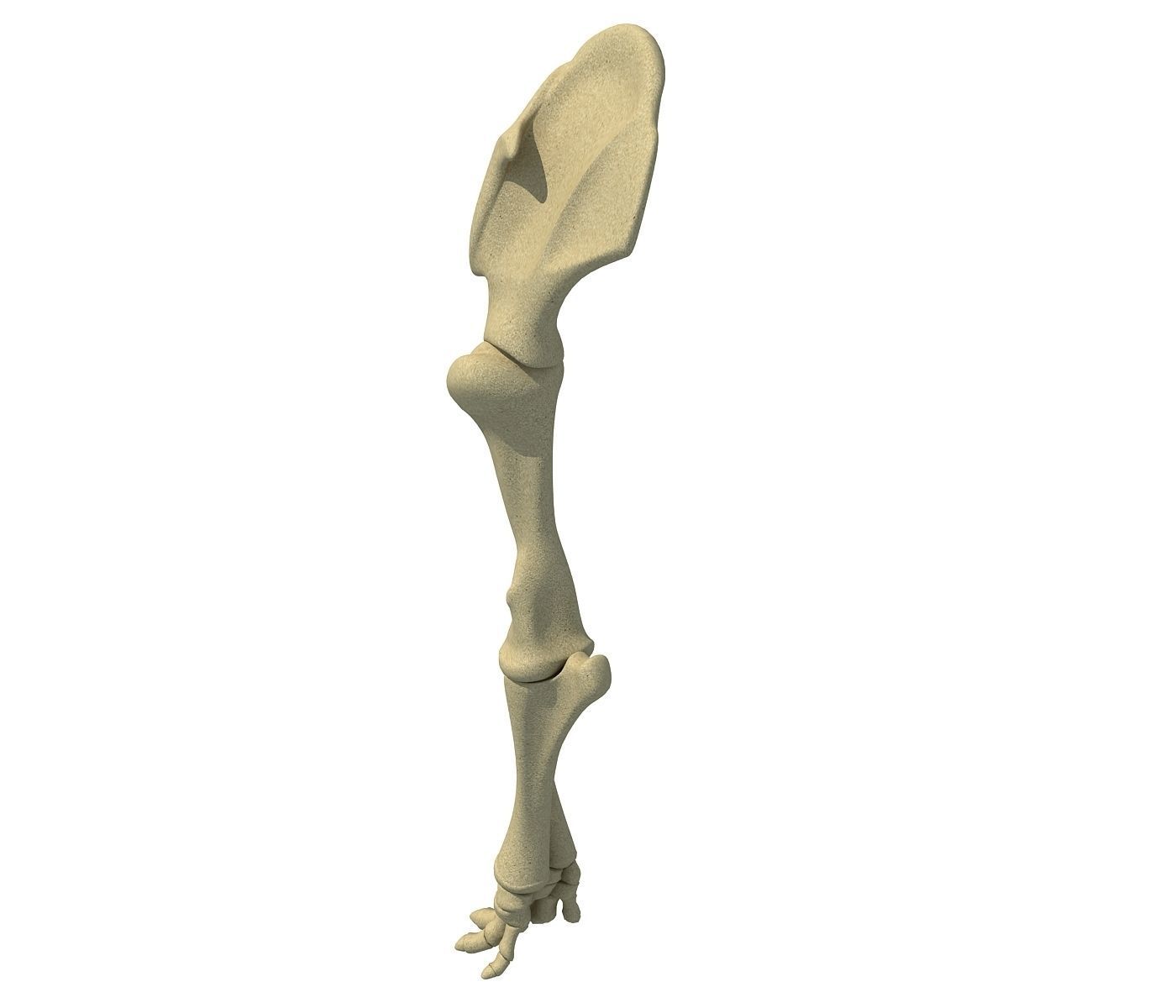 Elephant Leg Skeleton 3D model_3