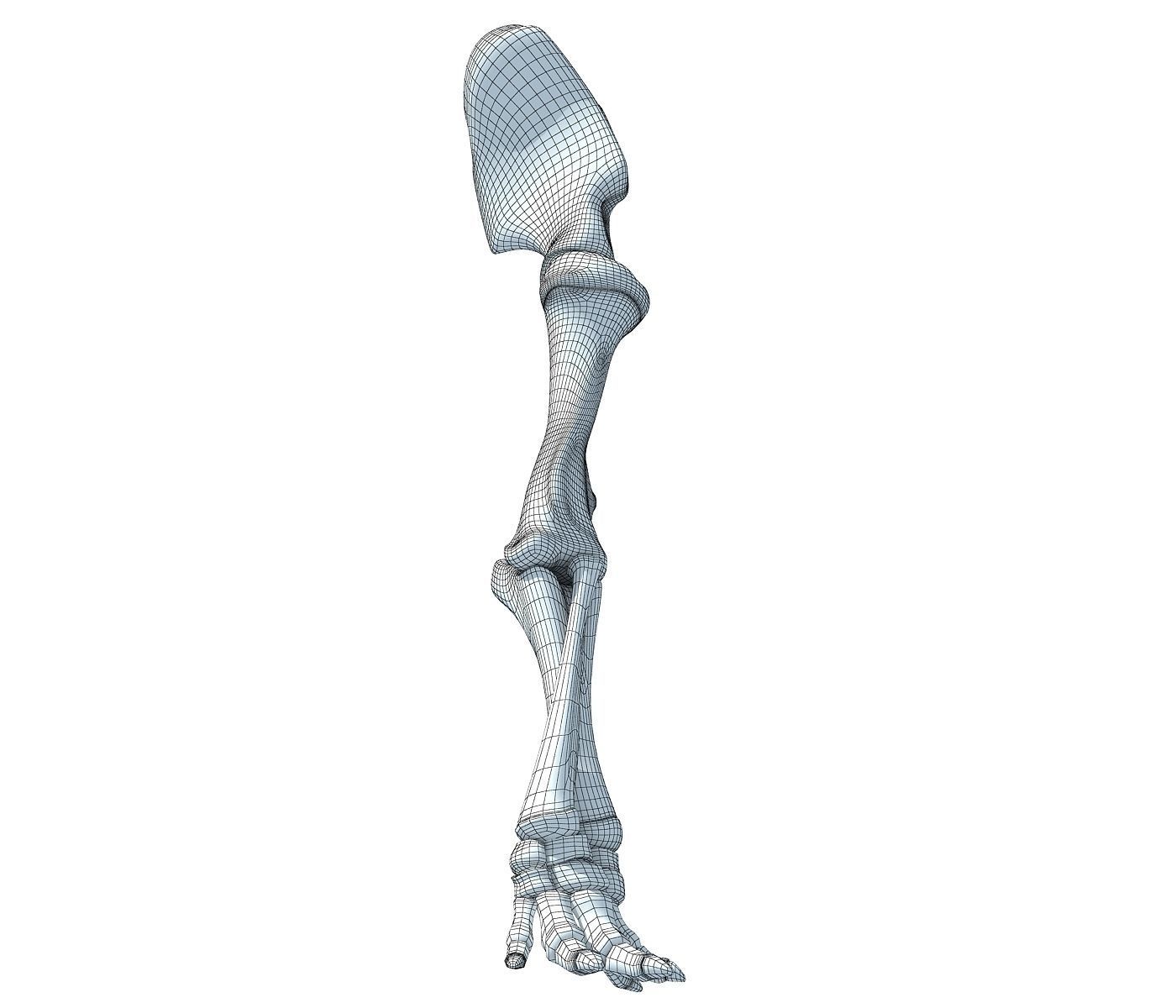 Elephant Leg Skeleton 3D model_5