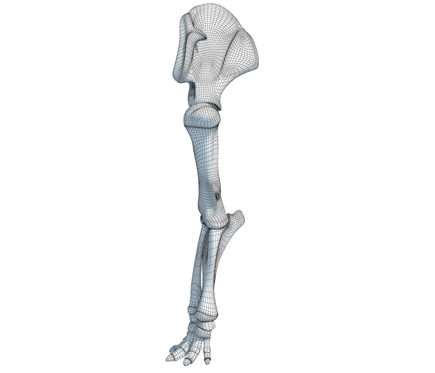 Elephant Leg Skeleton 3D model_7