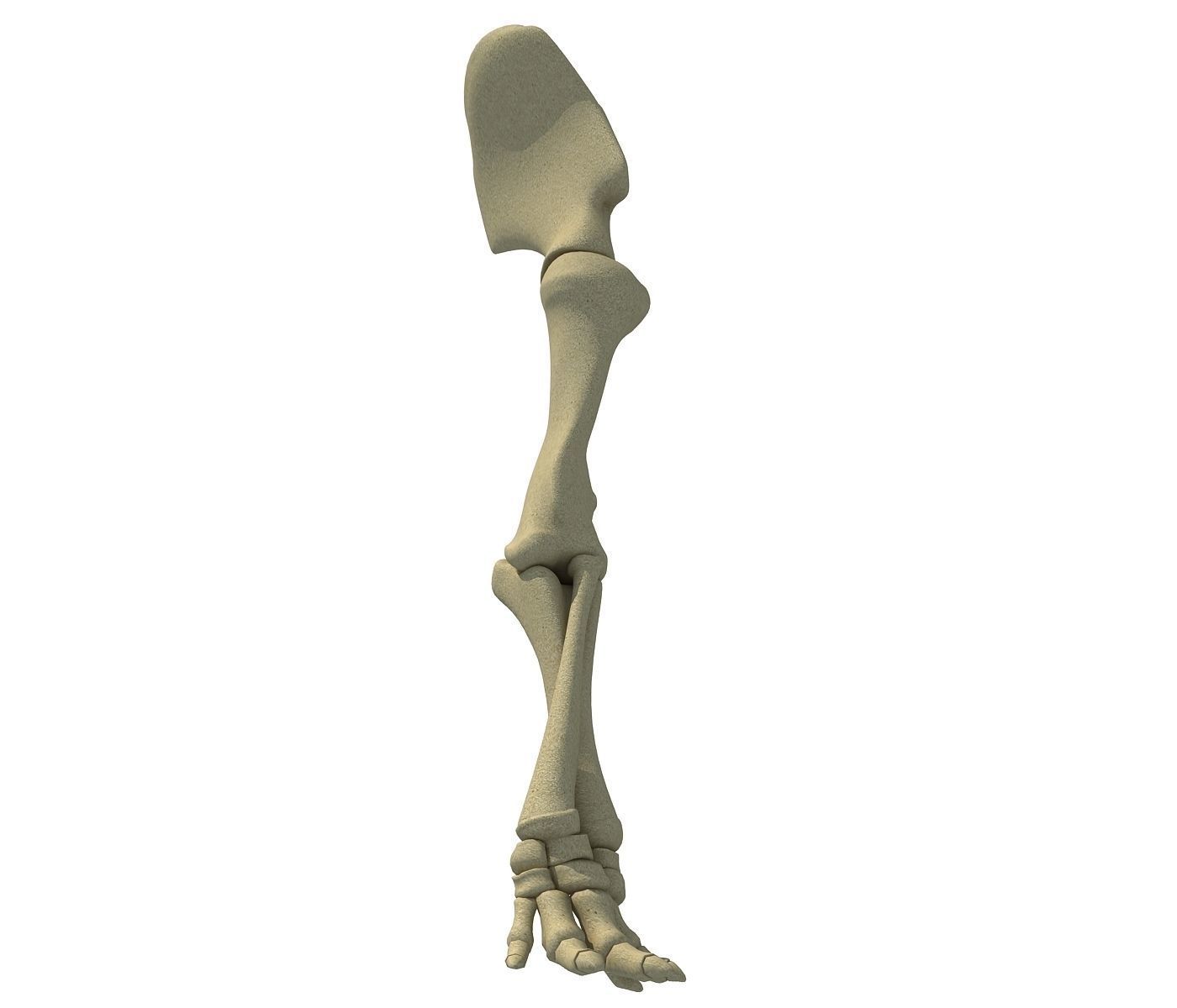 Elephant Leg Skeleton 3D model_1