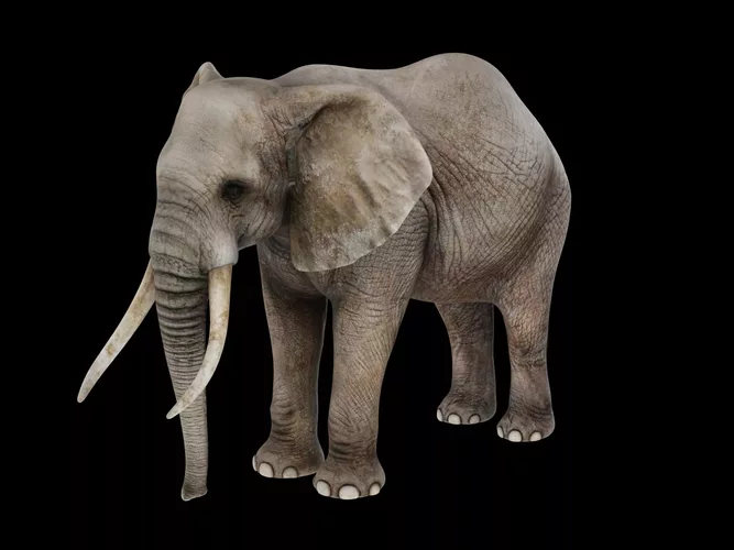 African Elephant Male - Realistic Animal 3D Model