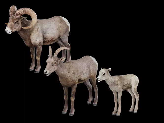 Bighorn Sheep Pack - Realistic Ram and  Ewe and Lamb