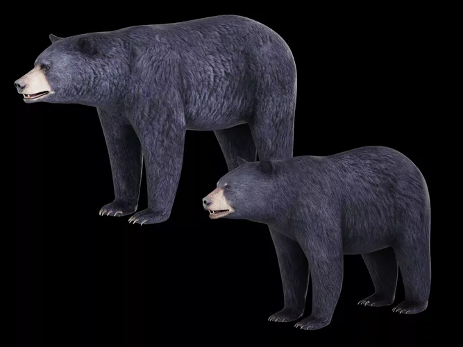 American Black Bear Pack - Realistic Male and Female Bear