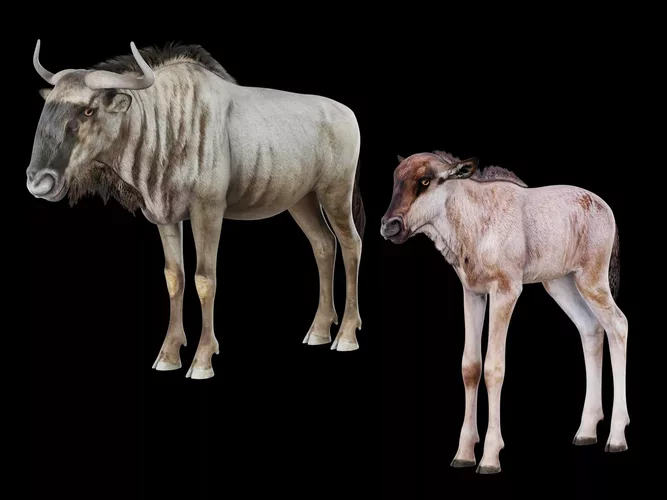 Blue Wildebeest Pack - Realistic Adult and Calf Gnu