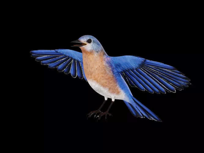 Male Eastern Bluebird - Realistic Flying Bird
