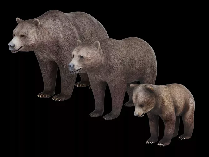 Brown Bear Family Pack - Realistic Grizzly Male Female Cub
