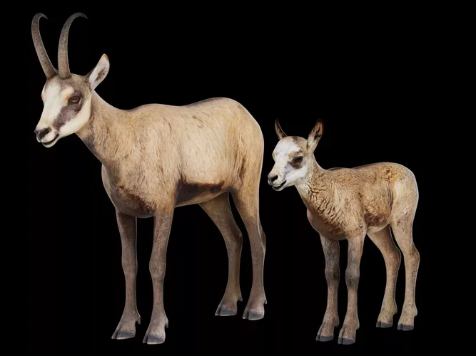 Chamois Pack - Realistic Adult and Kid Mountain Goat