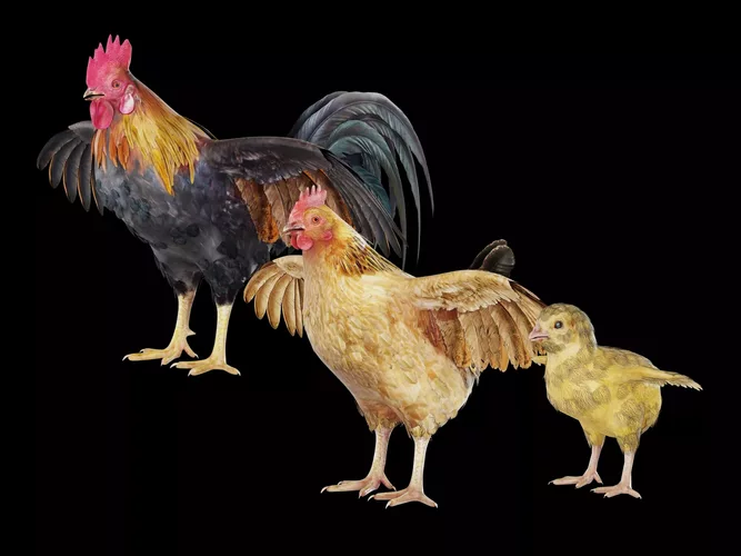 Chicken Family Pack - Realistic Rooster Hen and Chick