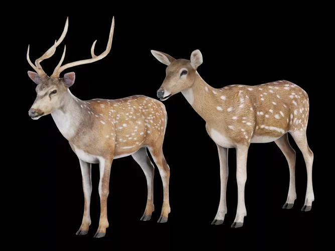 Axis Deer Pack - Realistic Chital Spotted Deer Stag and Doe