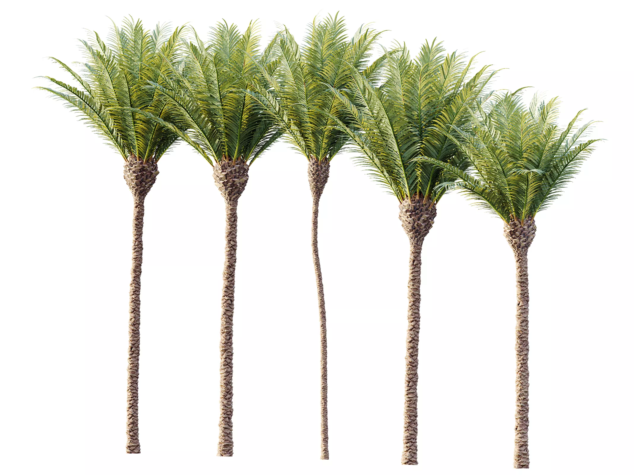 AV Plant Phoenix Canariensis Palm Tree 01 3D model