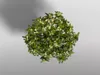 Plumeria Flower 3D model | CGTrader