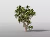 Plumeria Flower 3D model | CGTrader