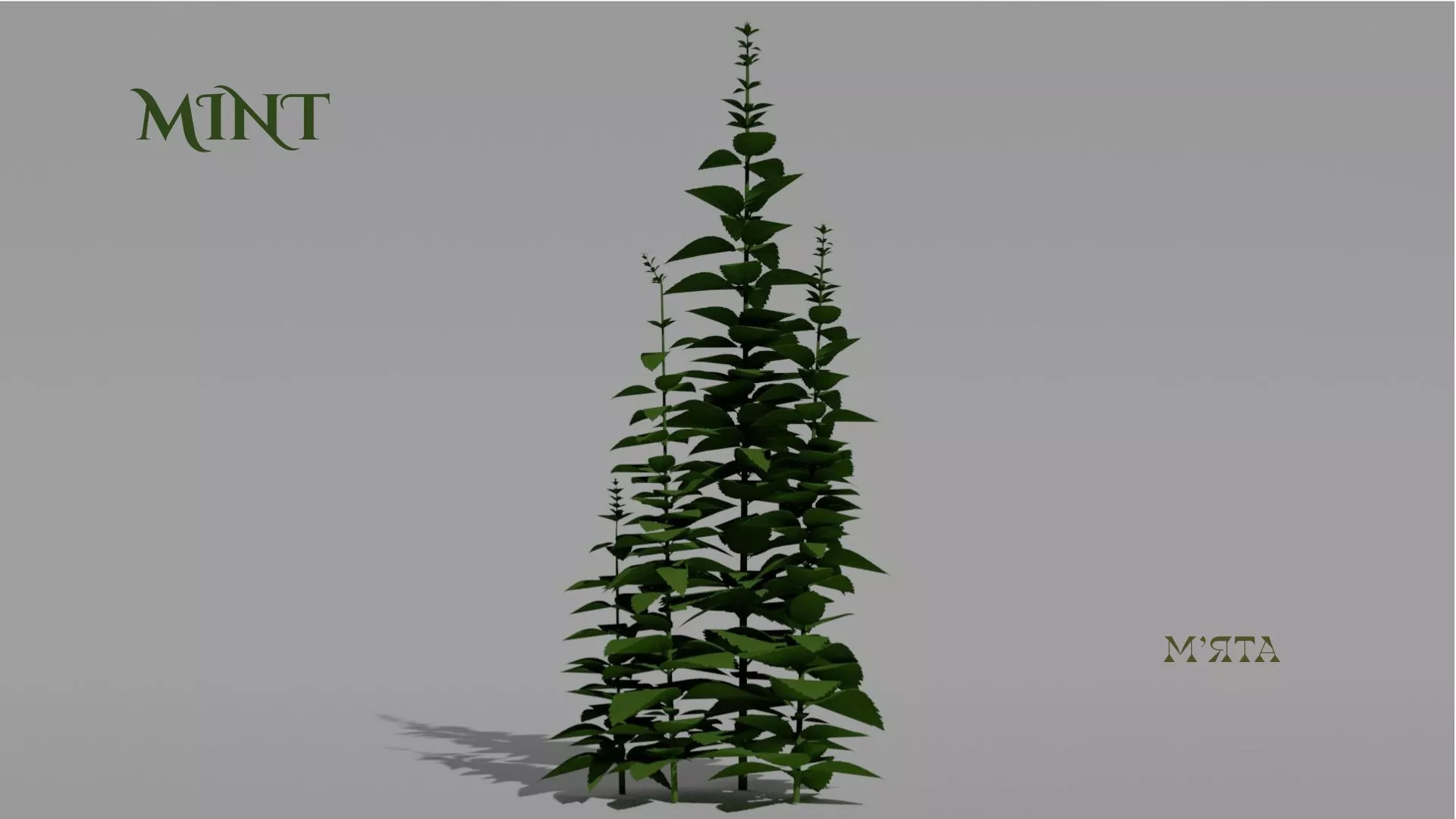 Mint Plant 3D Vegetation Free 3D model