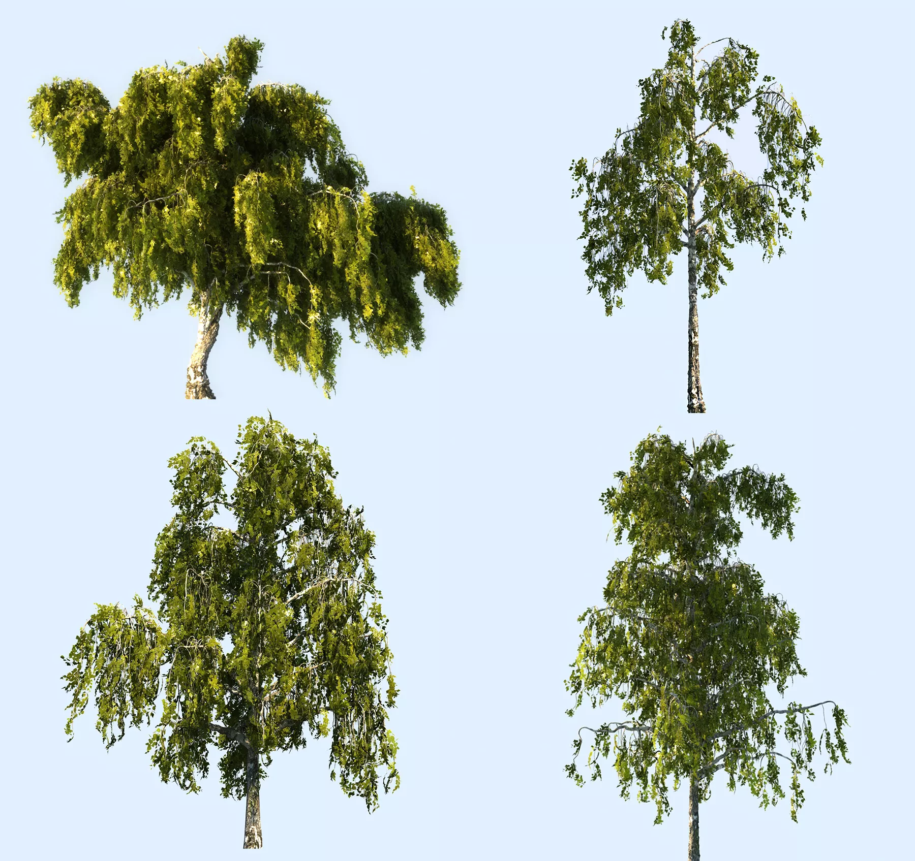 Birch Tree Animated Pack 4 Low-poly 3D model