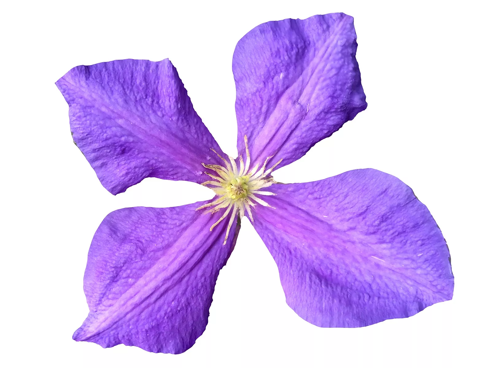 Real Flower Low-poly 3D model