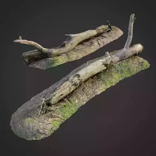3d scanned nature forest roots 007