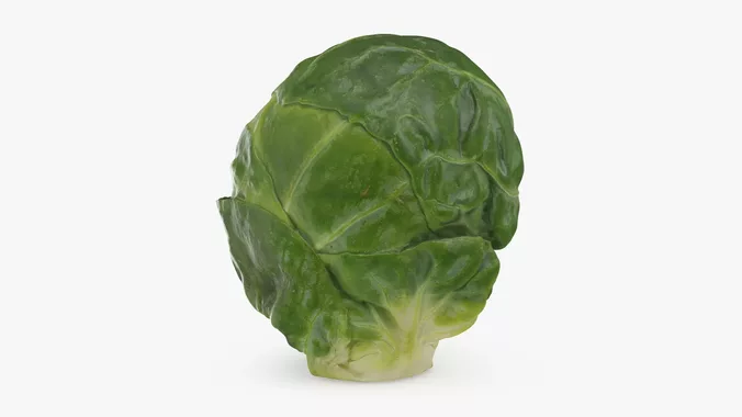Brussels Sprout 02
