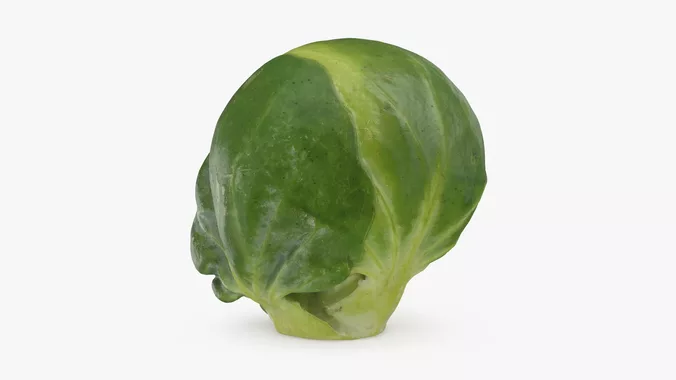 Brussels Sprout 03