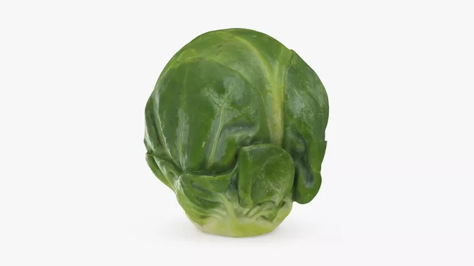 Brussels Sprout 04