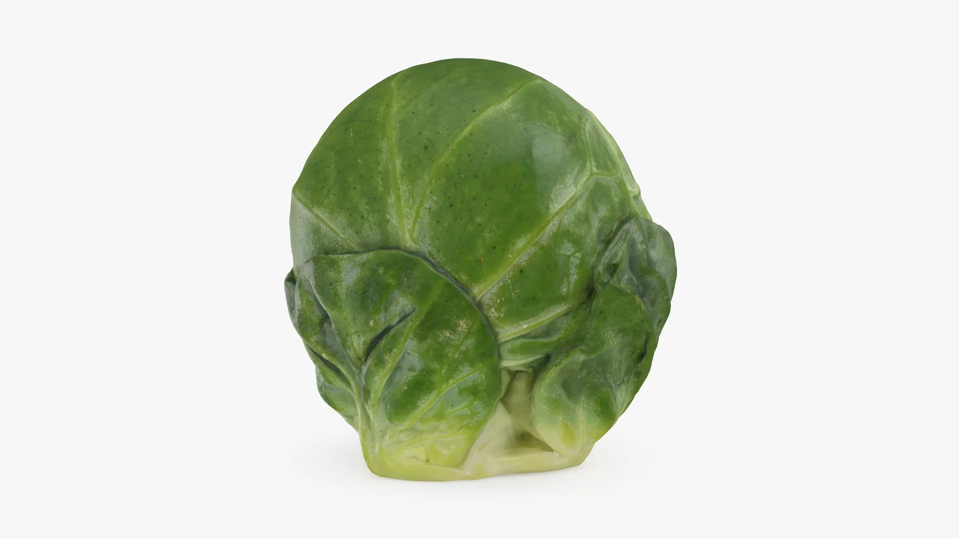 Brussels Sprout 05 Low-poly 3D model