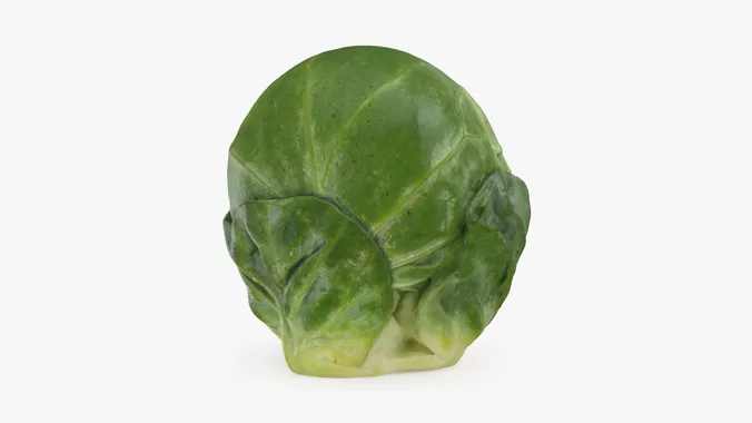 Brussels Sprout 05