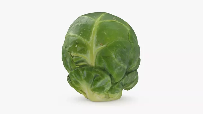 Brussels Sprout 06