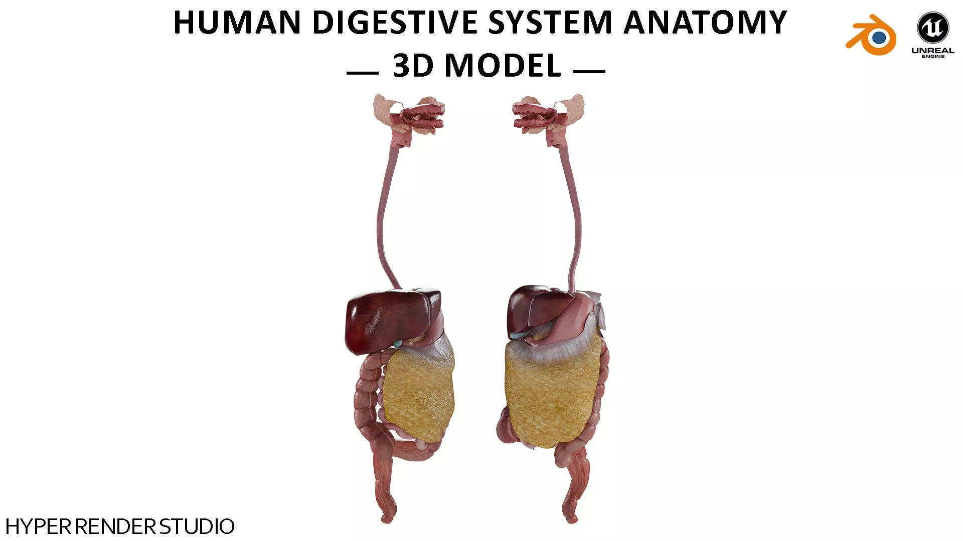 Human Digestive System Anatomy Low-poly 3D model