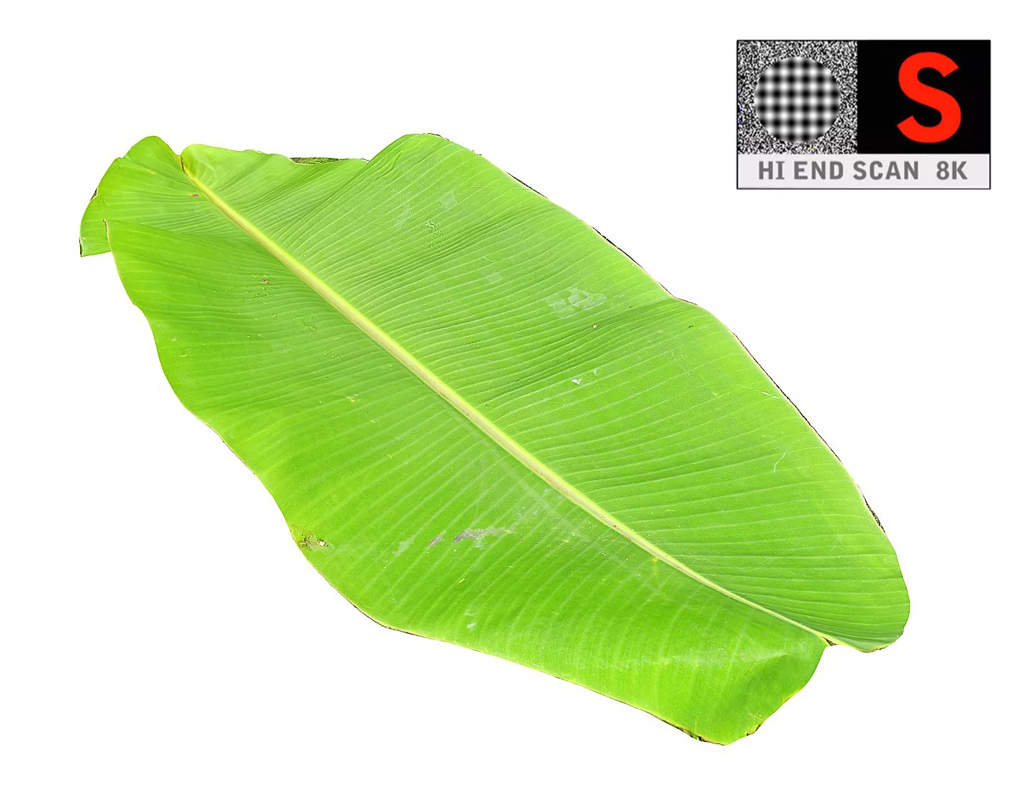 Palm Leaf Low-poly 3D model