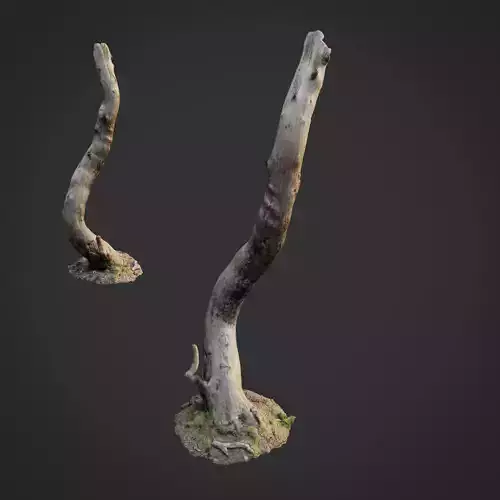 3d scanned nature forest roots 008