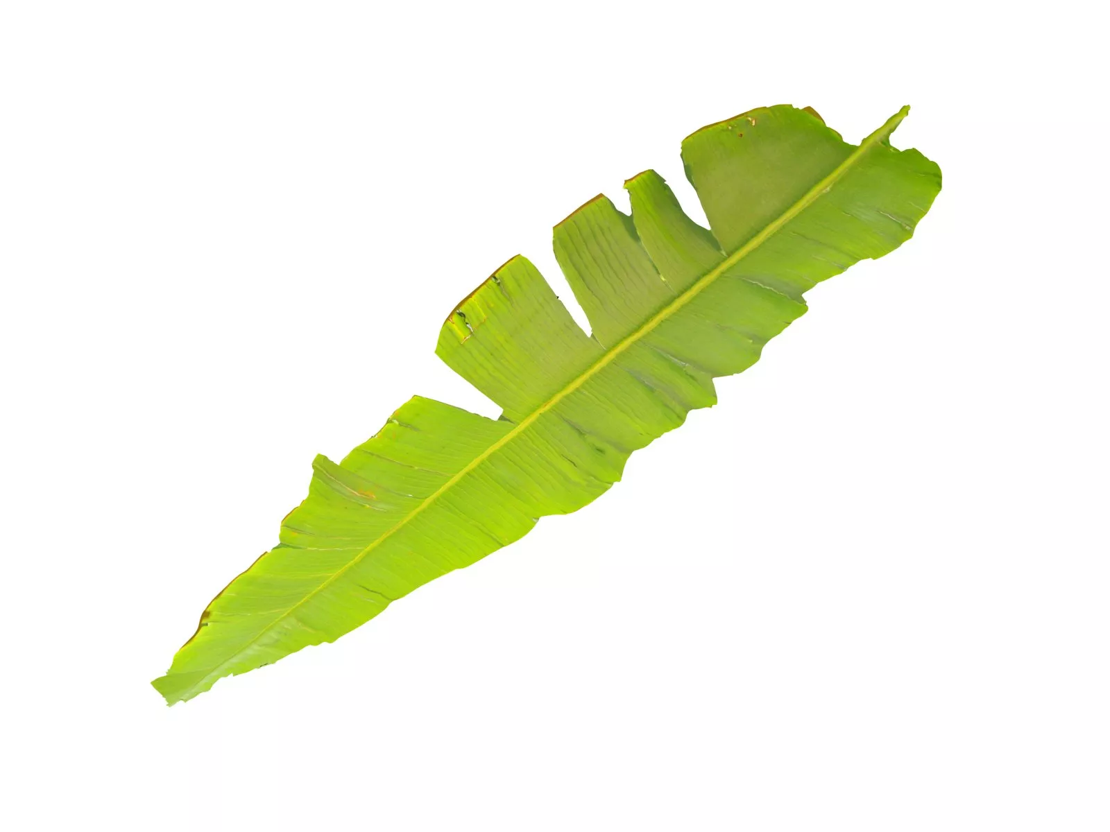 Palm leaf Low-poly 3D model