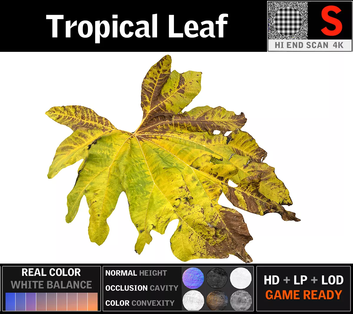 Tropical Leaf 1 Low-poly 3D model