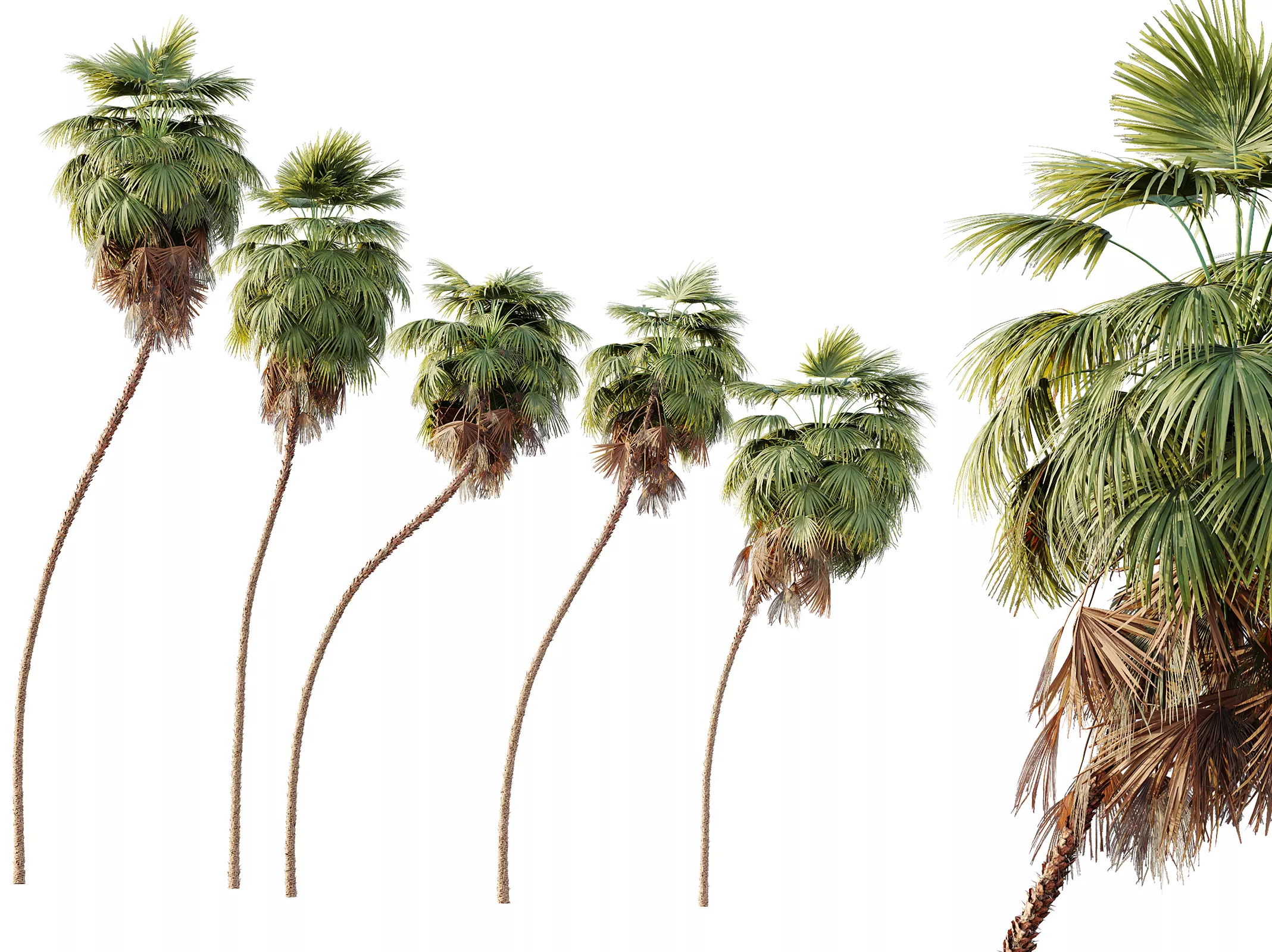 AV Plant Washingtonia Robusta 6 Palm Tree 02 3D model