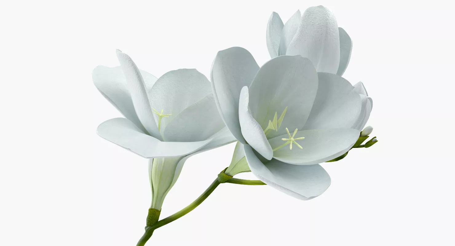 White Freesia Flower 3D model