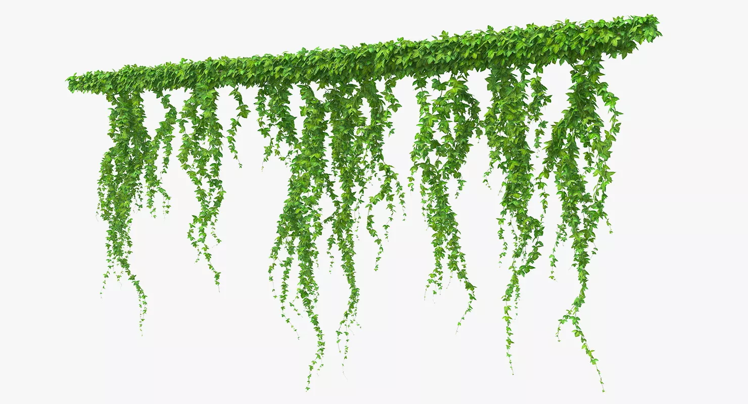 Ivy Branches 3D model