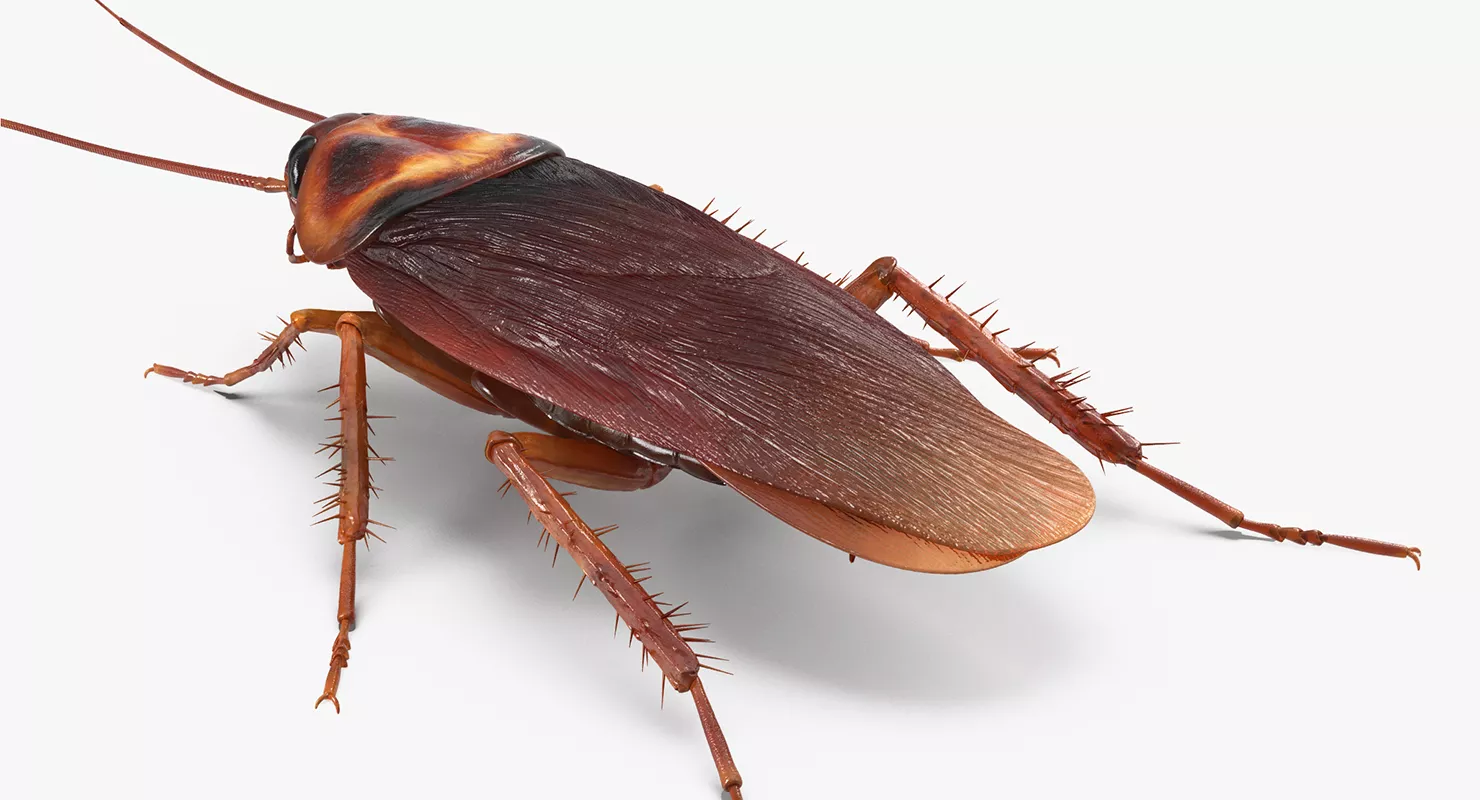 Common Household Cockroach 3D model