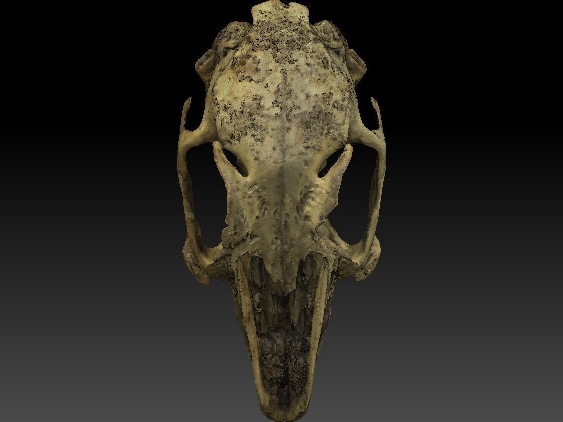 Rabbit Skull Scan 3D model_9