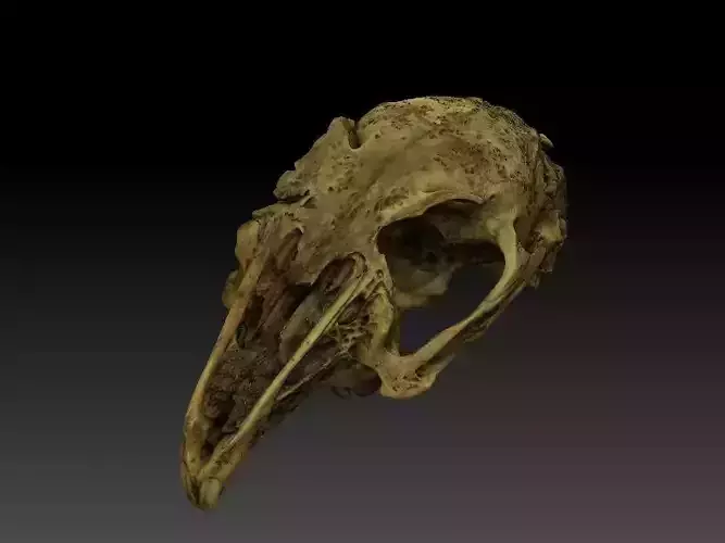 Rabbit Skull Scan 3D model