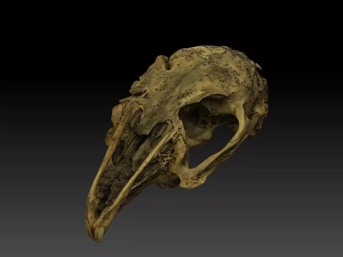 Rabbit Skull Scan 3D model_0