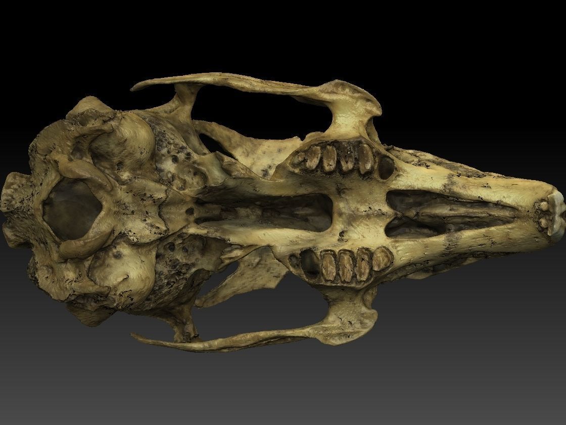 Rabbit Skull Scan 3D model_7