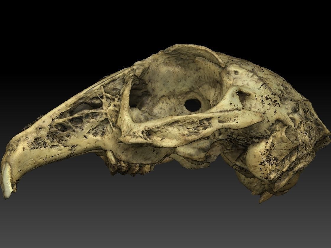 Rabbit Skull Scan 3D model_8