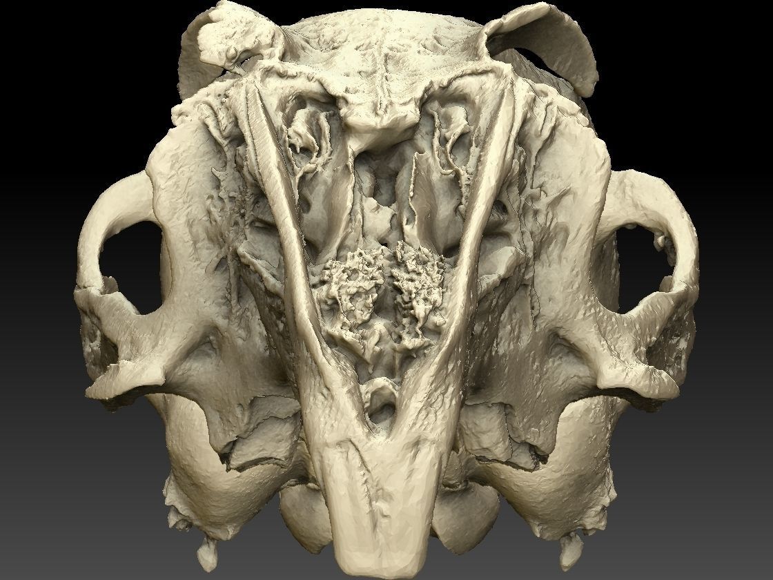 Rabbit Skull Scan 3D model_5