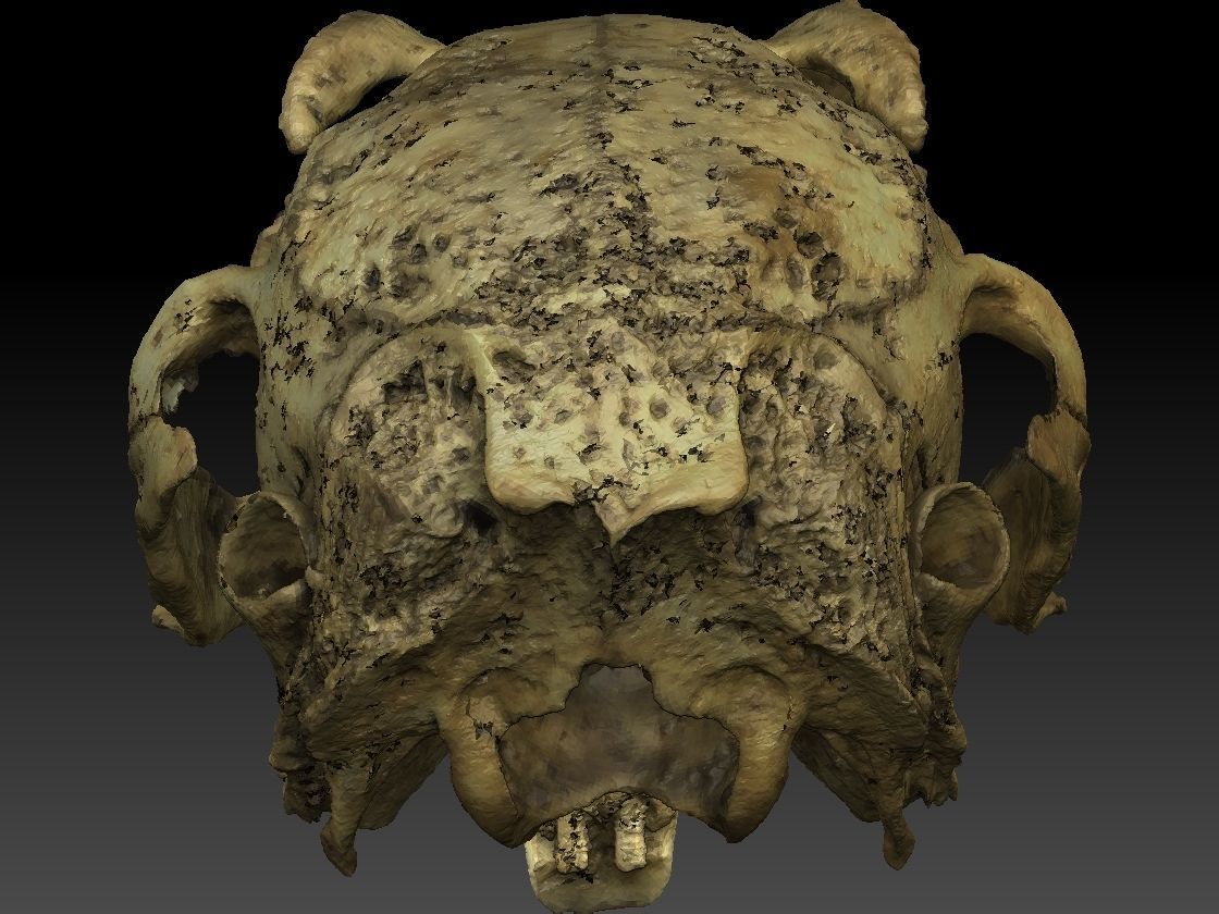 Rabbit Skull Scan 3D model_6