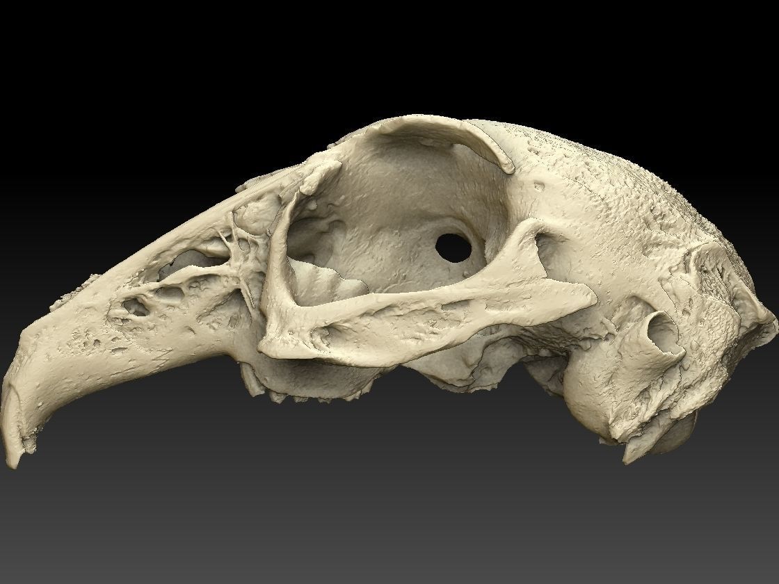 Rabbit Skull Scan 3D model_2