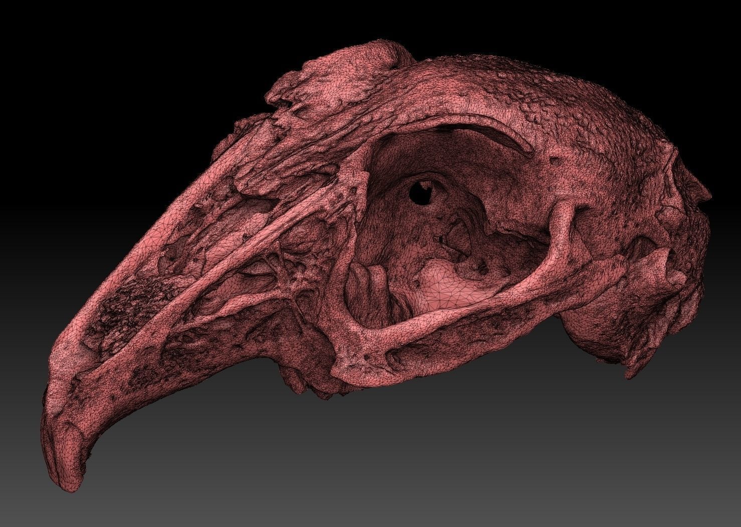 Rabbit Skull Scan 3D model_1