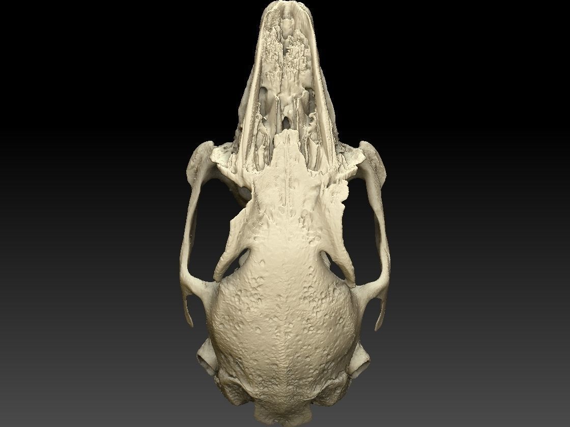 Rabbit Skull Scan 3D model_3