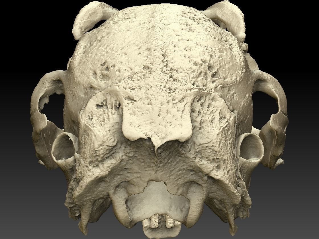 Rabbit Skull Scan 3D model_4